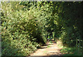 Looking west along the lane from Eathorpe Park