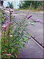 Flora & Tracks, Taylor Street, Birkenhead