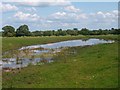 Field pond south west of Nantwich