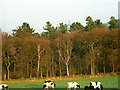 Cows grazing near Mag Wood