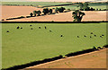 NT6939 : Mixed farmland at Sweethope by Walter Baxter
