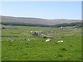 Pastures above Wearhead