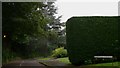 Large conifer in Highfield Gardens