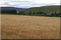 Wheatfield at Meikle Kenny, between Kirkton of Kingoldrum and Lintrathen