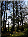 Merton, Norfolk, An Ancient Stand of Lime Trees