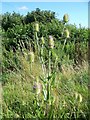 Teasels near Great Hinton