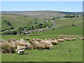 Pastures east of Cowshill and the valley of Killhope Burn