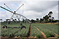 TL7575 : Onion field and irrigation system by Bob Jones