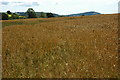 Wheat field at Hom Green