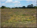 Late summer meadow