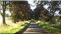 Tree-lined road - Summer