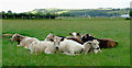 Cattle near Tregaron, Ceredigion