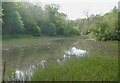 Wychwood Forest (marshy waters)