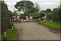 Cattle crossing