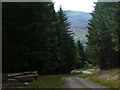 Forest track below Grenich