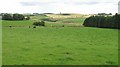 Grazing cattle, Findas