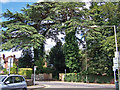 Big trees in Magazine Road