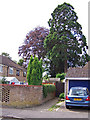 Trees in Belmore Park, Ashford