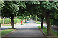 Tree lined road in Hoole