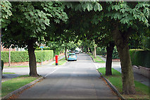 SJ4267 : Tree lined road in Hoole by Row17