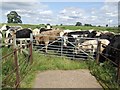 Bullocks - Across the River Penk