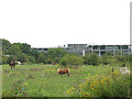 TL4208 : Horse paddock on the edge of Harlow by Stephen Craven