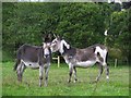 Donkeys, Aghagallon