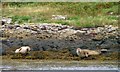 NG2149 : Seal Pups on Eilean Traigh by Mick Garratt