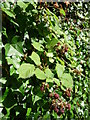 Tiverton : Patches Road, Blackberries