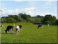 Cattle grazing by Ruleholme New Bridge