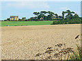 Wheat field west of Leafield