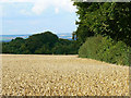 Wheat field, south of Milton under Wychwood