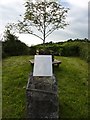 Millennium Tree and Plaque