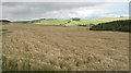NT4939 : Barley, Ladhope Moor by Richard Webb