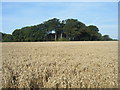 Horse Lynch Plantation