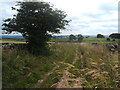 Field lane and dilapidated farm