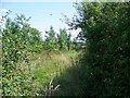 Bridleway near Minety