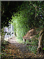 Footpath from Bridgewater Road to Berkhamsted Common