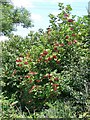 Guelder Rose (Viburnum opulus)