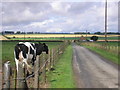 Farm track from Falside Farm