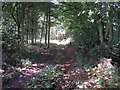 Footpath through Hamilton Wood