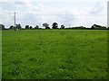 Grazing field, Leigh