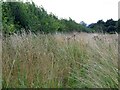 Field headland near Broadway