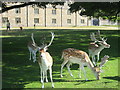 TQ5354 : Deer in front of Knole Park by David Anstiss
