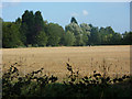 Field and trees, Smallwood Green