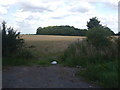 Fields towards Railway Plantation