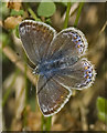 SD3116 : Common Blue (Polyommatus icarus) by Gary Rogers