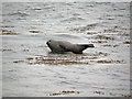 Seal lying on exposed rock near Keils