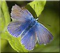 SD3115 : Common Blue by Gary Rogers