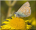SD3115 : Common Blue Butterfly by Gary Rogers
